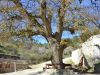 Αιωνόβιος δρυς (Καννάβια) – Old oak (Kannavia)