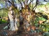 Αιωνόβια Ελιά (Ξυλιάτος) – Old Olive tree (Xyliatos)